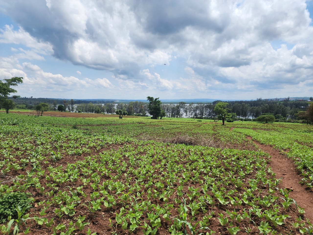 Modern Agriculture